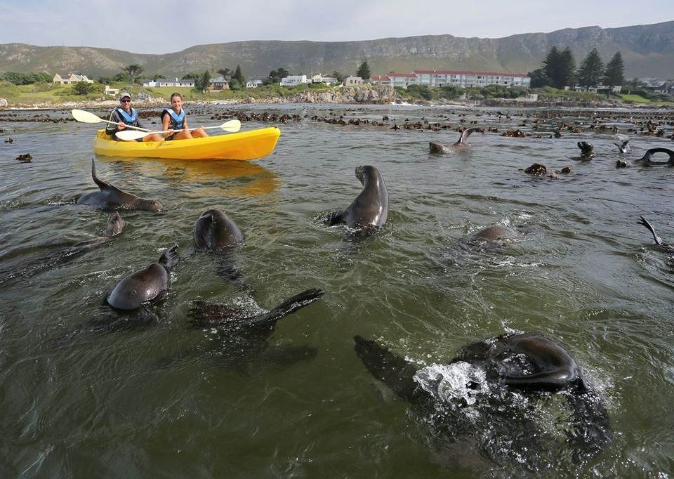 Holiday Activities In Cape Town